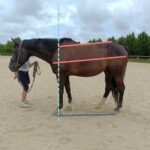 Equilibre du cheval, c'est quoi ?