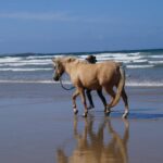 Entraînement du cheval - la valeur temps et le muscle !