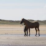 Le rôle du système nerveux dans le développement musculaire du cheval